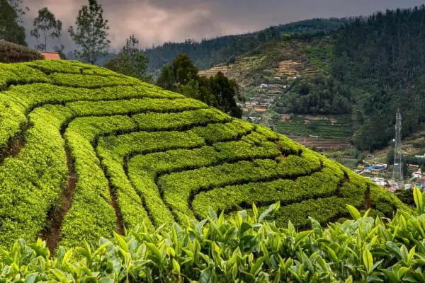 Ooty
